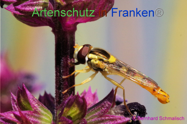 © Artenschutz in Franken® / Bernhard Schmalisch Bild zum Eintrag (1087967-160)