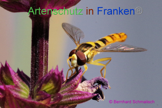 © Artenschutz in Franken® / Bernhard Schmalisch Bild zum Eintrag (1087969-160)
