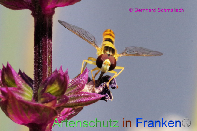 © Artenschutz in Franken® / Bernhard Schmalisch Bild zum Eintrag (1087973-160)