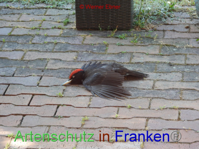 © Artenschutz in Franken® / Werner Ebner Bild zum Eintrag (1088154-160)