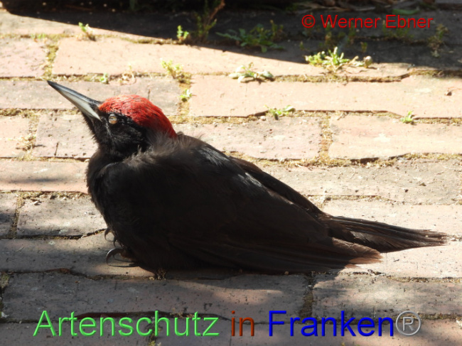 © Artenschutz in Franken® / Werner Ebner Bild zum Eintrag (1088155-160)
