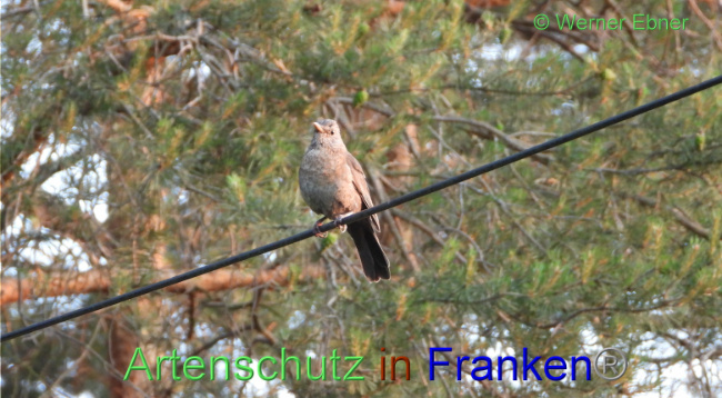 © Artenschutz in Franken® / Werner Ebner Bild zum Eintrag (1088159-160)