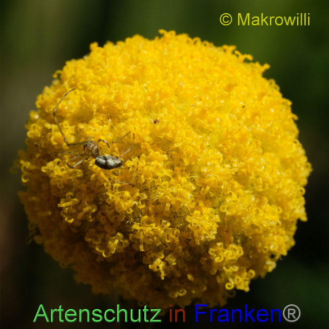 © Artenschutz in Franken® / Makrowilli Bild zum Eintrag (1088165-160)