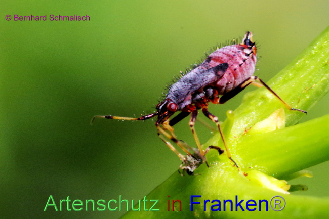 © Artenschutz in Franken® / Bernhard Schmalisch Bild zum Eintrag (1088183-160)