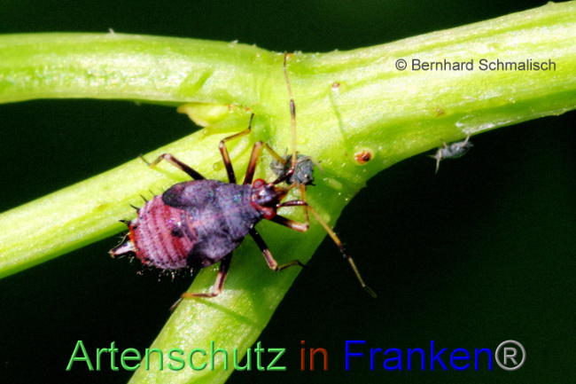 © Artenschutz in Franken® / Bernhard Schmalisch Bild zum Eintrag (1088184-160)