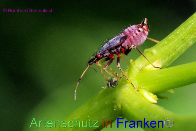 © Artenschutz in Franken® / Bernhard Schmalisch Bild zum Eintrag (1088185-160)