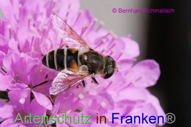 © Artenschutz in Franken® / Bernhard Schmalisch Bild zum Eintrag (1088190-160)