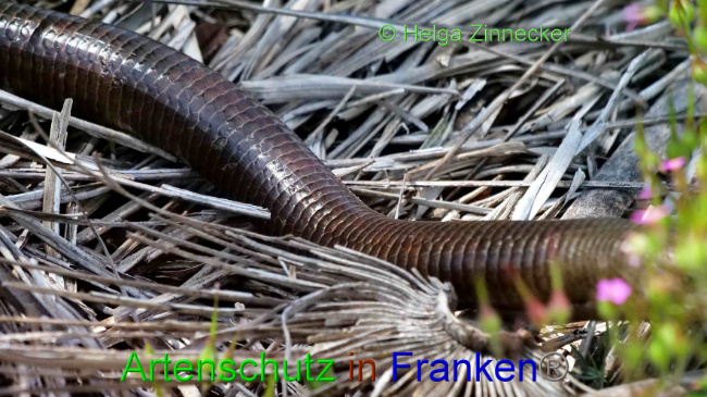 © Artenschutz in Franken® / Helga Zinnecker Bild zum Eintrag (1088290-160)