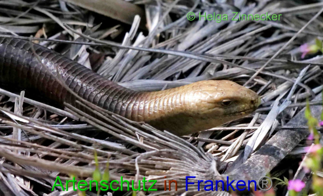 © Artenschutz in Franken® / Helga Zinnecker Bild zum Eintrag (1088291-160)