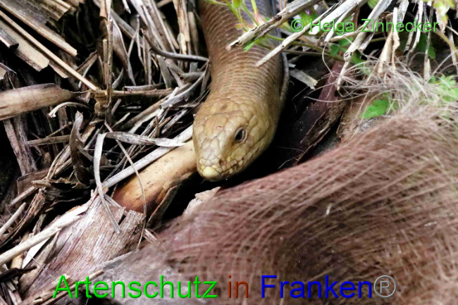 © Artenschutz in Franken® / Helga Zinnecker Bild zum Eintrag (1088293-160)
