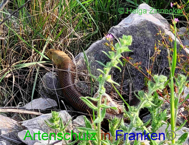 © Artenschutz in Franken® / Helga Zinnecker Bild zum Eintrag (1088295-160)