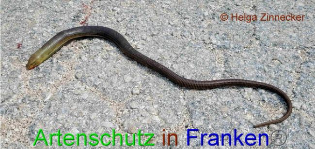 © Artenschutz in Franken® / Helga Zinnecker Bild zum Eintrag (1088300-160)