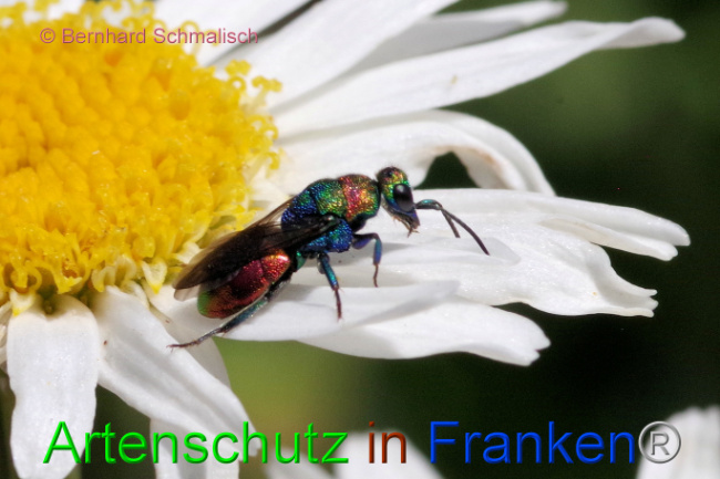 © Artenschutz in Franken® / Bernhard Schmalisch Bild zum Eintrag (1088382-160)