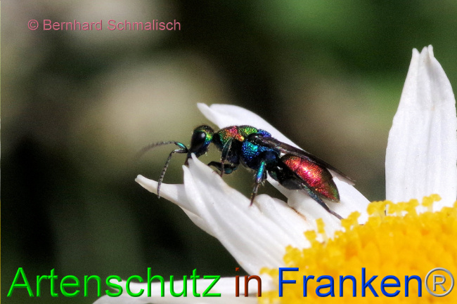 © Artenschutz in Franken® / Bernhard Schmalisch Bild zum Eintrag (1088383-160)