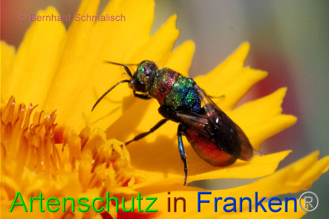 © Artenschutz in Franken® / Bernhard Schmalisch Bild zum Eintrag (1088386-160)
