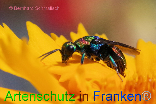 © Artenschutz in Franken® / Bernhard Schmalisch Bild zum Eintrag (1088387-160)