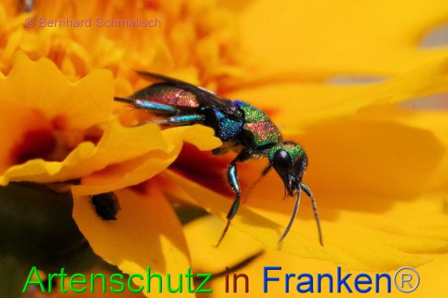 © Artenschutz in Franken® / Bernhard Schmalisch Bild zum Eintrag (1088388-160)