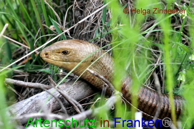 © Artenschutz in Franken® / Helga Zinnecker Bild zum Eintrag (1088483-160)