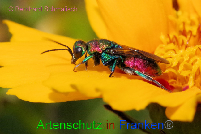 © Artenschutz in Franken® / Bernhard Schmalisch Bild zum Eintrag (1088500-160)