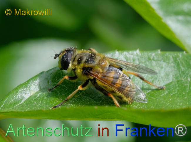 © Artenschutz in Franken® / Willibald Lang Bild zum Eintrag (1088526-160)