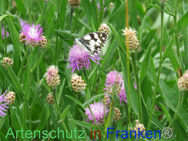 © Artenschutz in Franken® Bild zum Eintrag (1088545-160)