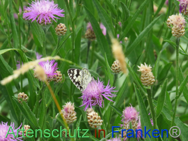© Artenschutz in Franken® Bild zum Eintrag (1088546-160)