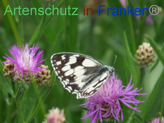 Bild zum Eintrag (1088547-160)