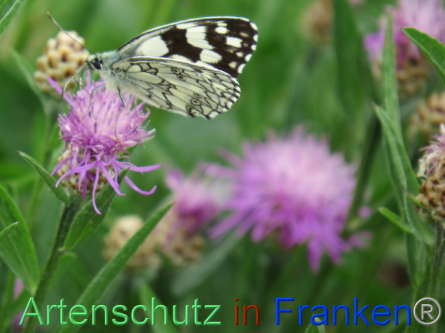 © Artenschutz in Franken® Bild zum Eintrag (1088549-160)