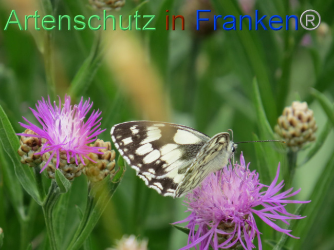 © Artenschutz in Franken® Bild zum Eintrag (1088551-160)