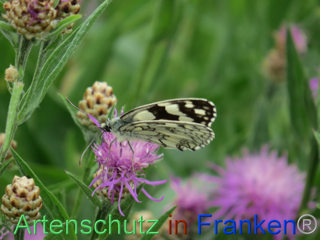 © Artenschutz in Franken® Bild zum Eintrag (1088558-160)