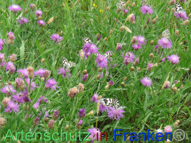 © Artenschutz in Franken® Bild zum Eintrag (1088561-160)