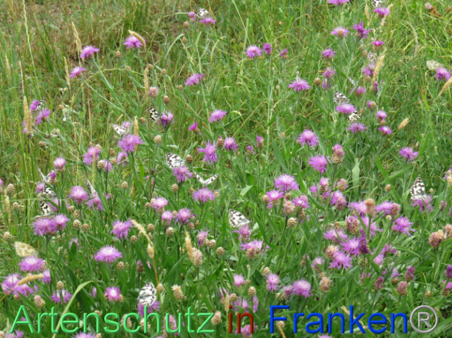 © Artenschutz in Franken® Bild zum Eintrag (1088562-160)
