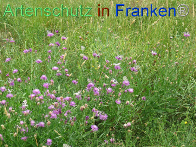 © Artenschutz in Franken® Bild zum Eintrag (1088565-160)