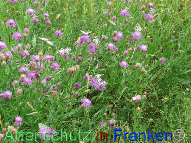 © Artenschutz in Franken® Bild zum Eintrag (1088567-160)