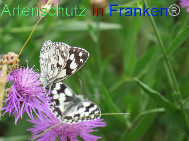 © Artenschutz in Franken® Bild zum Eintrag (1088570-160)