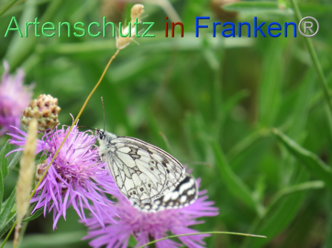 © Artenschutz in Franken® Bild zum Eintrag (1088573-160)
