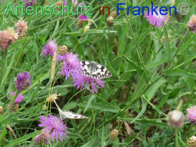 © Artenschutz in Franken® Bild zum Eintrag (1088574-160)