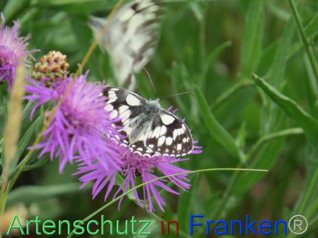 © Artenschutz in Franken® Bild zum Eintrag (1088575-160)