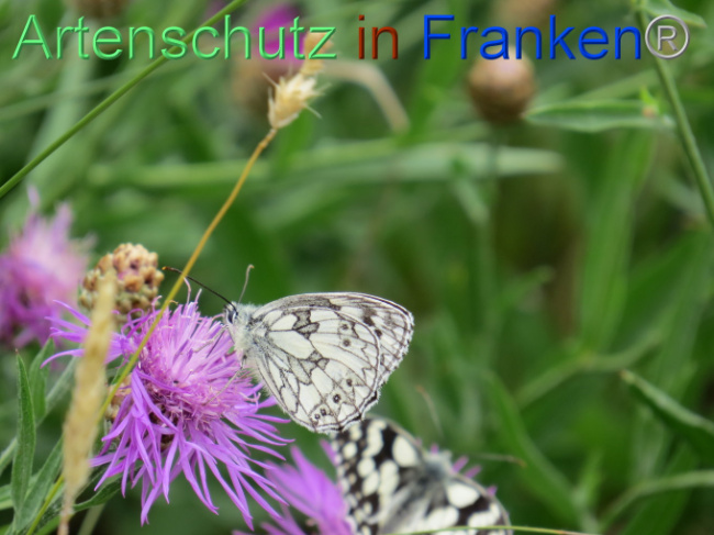 © Artenschutz in Franken® Bild zum Eintrag (1088578-160)