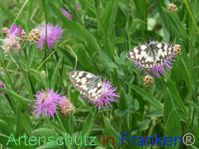 © Artenschutz in Franken® Bild zum Eintrag (1088579-160)