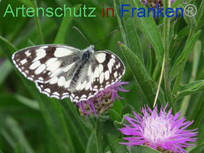 © Artenschutz in Franken® Bild zum Eintrag (1088583-160)