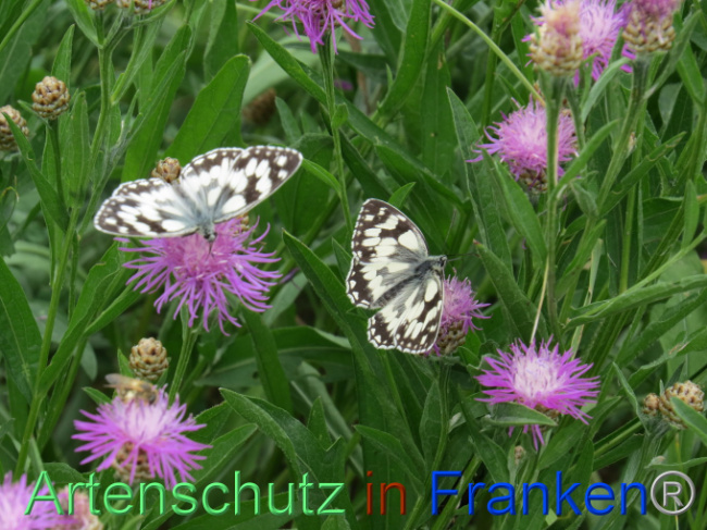 © Artenschutz in Franken® Bild zum Eintrag (1088584-160)
