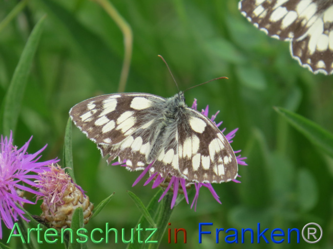 © Artenschutz in Franken® Bild zum Eintrag (1088585-160)