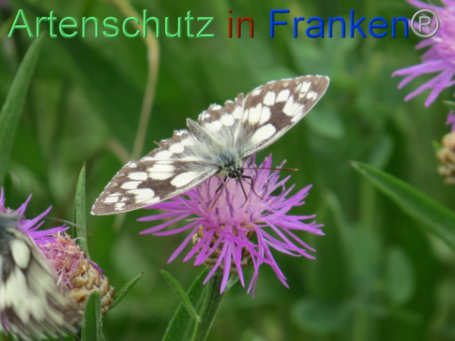 © Artenschutz in Franken® Bild zum Eintrag (1088587-160)