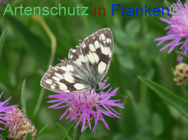 © Artenschutz in Franken® Bild zum Eintrag (1088589-160)