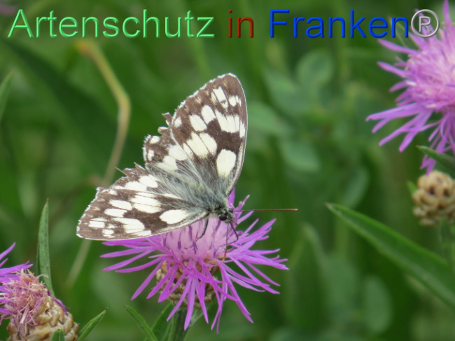 Bild zum Eintrag (1088591-160)