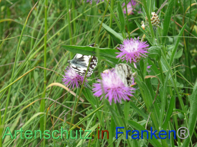© Artenschutz in Franken® Bild zum Eintrag (1088594-160)