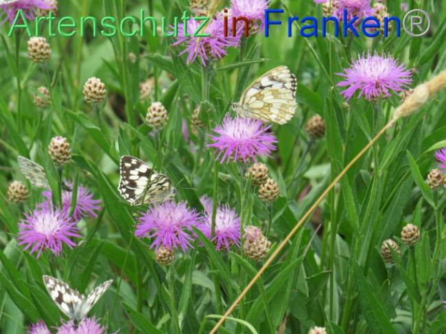 © Artenschutz in Franken® Bild zum Eintrag (1088596-160)