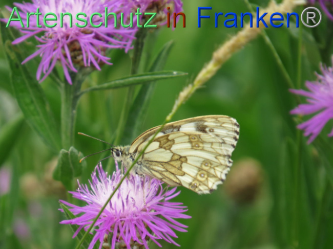 © Artenschutz in Franken® Bild zum Eintrag (1088597-160)
