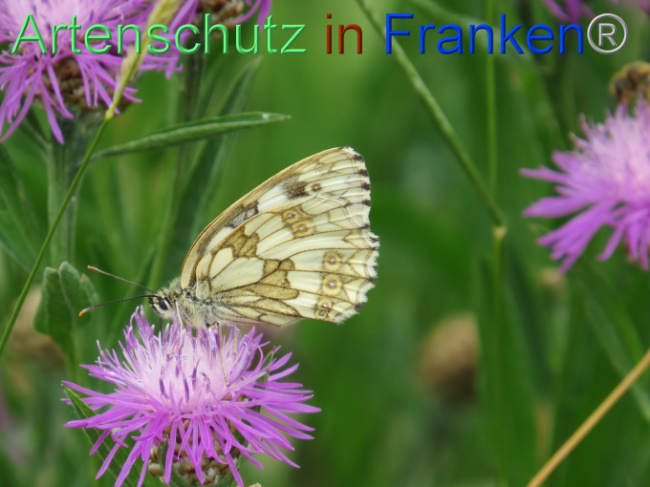 © Artenschutz in Franken® Bild zum Eintrag (1088598-160)